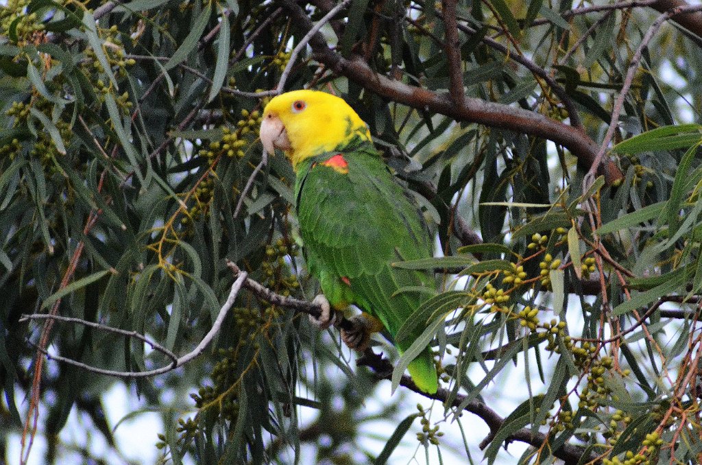 Parrot, Yellow-headed, 2013-01054461 Olivera Park, Brownsville, TX.JPG - Yellow-headed parrot. Oliveira Park, Brownsville, TX, 1-5-2013